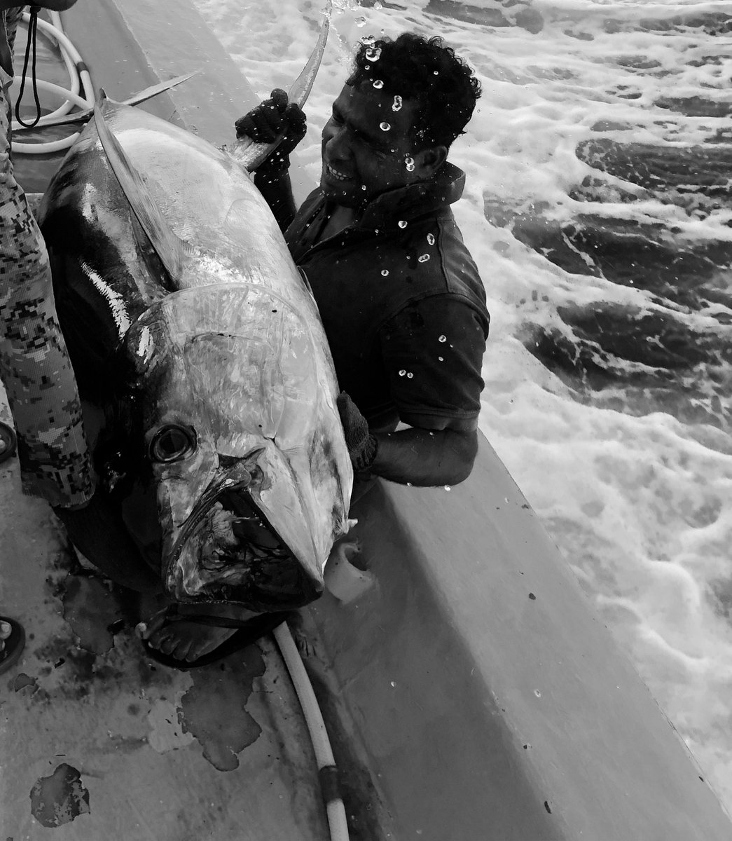 #90kg #yellowfintuna 🐟