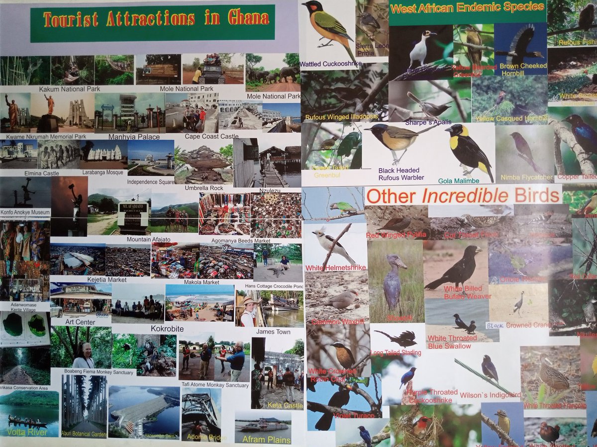 BirdingTo tweet picture