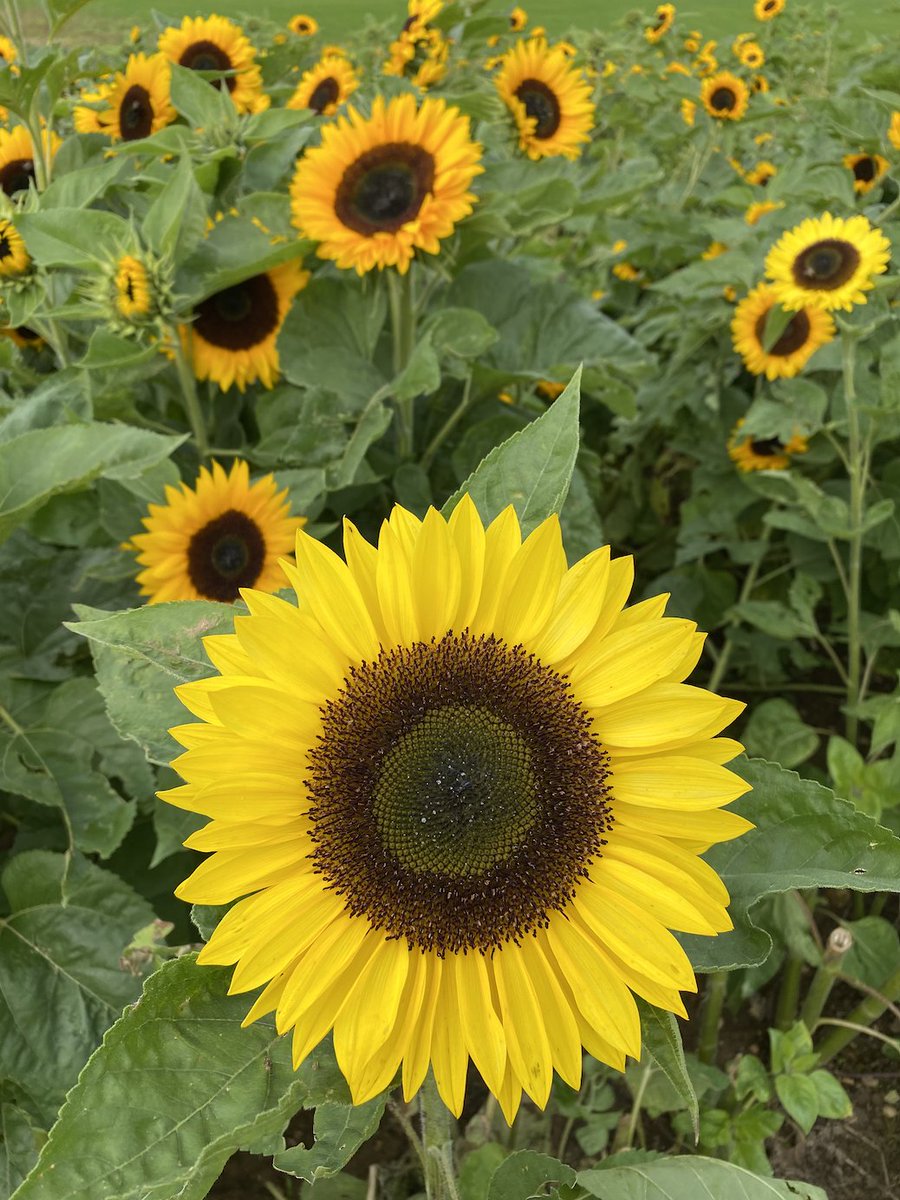 Peterleyfarm's tweet photo. Pick your own sunflowers this week 10am until 4pm 🌻🌿 please head to the strawberry shack on arrival and don't forget to bring your knife/secateurs! £1 per stem and we ask you pick at least 5 😀 https://t.co/ZHr4jJAqNk