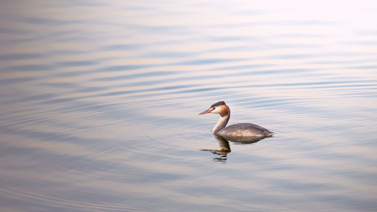 Wallpaper 11: SerenityOne of my favourite water birds, the Great Crested Grebe. After years of waiting, I finally managed to see it in Jamnagar in 2018.  #WallpaperWednesday