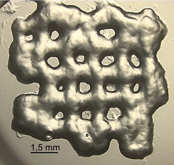 BCNCiencia's tweet photo. 🖨️🔬 L'ús d'#impressores3D en #biomedicina és ja una realitat.
Un exemple més n'és la impressió en #3D dels nous #hidrogels dissenyats per l'@icmabCSIC i l'@IBECBarcelona, per al cultiu de #limfòcitsT i el seu ús en #immunoteràpia contra el #càncer.
📰 https://t.co/6Ld0TJTMv0 https://t.co/PFyYsDWiiI