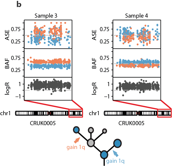 14/24 - Parallel evolution of SCNAs revealed through MSAI detection, identifying similar events within distinct subclones in the same tumour, was observed in 37% of tumours. Allele-specific expression tracked parallel evolutionary events that originated from distinct haplotypes.