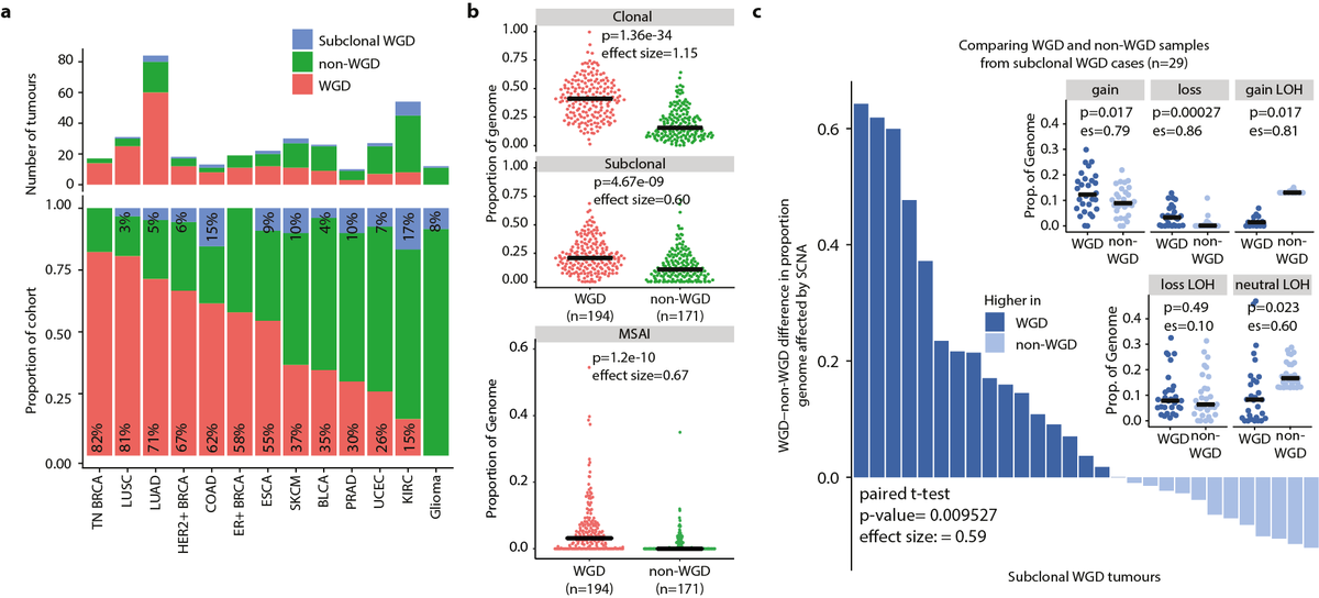 9/24 - We found that 49% of tumours showed clonal whole-genome doubling (WGD) and 7% subclonal WGD. Interestingly, WGD was linked to increased incidence of clonal and subclonal SCNA as well as MSAI, suggesting that WGD was often an early transformative event in tumour evolution.