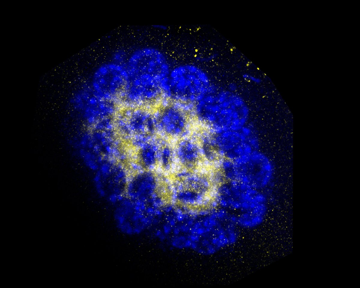 Zone 2 is the  #novelgermline that gives rise to the gonad. Zone 3 is expressed in the  #germdisc and patterns the  #embryo in the anterior, away from Blochmannia at the posterior pole. Zone 4 is expressed in the lining of the yolk sac and guides bacteriocytes into the midgut. 8/n