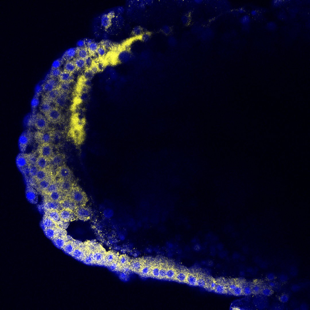 Zone 2 is the  #novelgermline that gives rise to the gonad. Zone 3 is expressed in the  #germdisc and patterns the  #embryo in the anterior, away from Blochmannia at the posterior pole. Zone 4 is expressed in the lining of the yolk sac and guides bacteriocytes into the midgut. 8/n