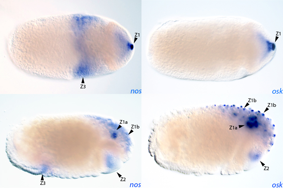Surprisingly, we found as the  #Cfloridanus oocyte transitions into an embryo, the number of  #subcellular localization zones of  #mRNAs and  #proteins of  #germplasm genes, increase from 1 to 4! Unlike flies and wasps, localization of these genes is combinatorial and dynamic. 6/n