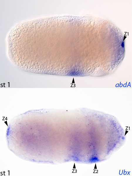 On top of this  #germlinenetwork extravaganza, we discovered that in C. floridanus  #inHoxweTrust abdA and Ubx are  #maternally inherited, IN GERMPLASM! These Hox genes co-localized to the same 4 zones as the germline genes! All, while maintaining their role is segmentation. 9/n