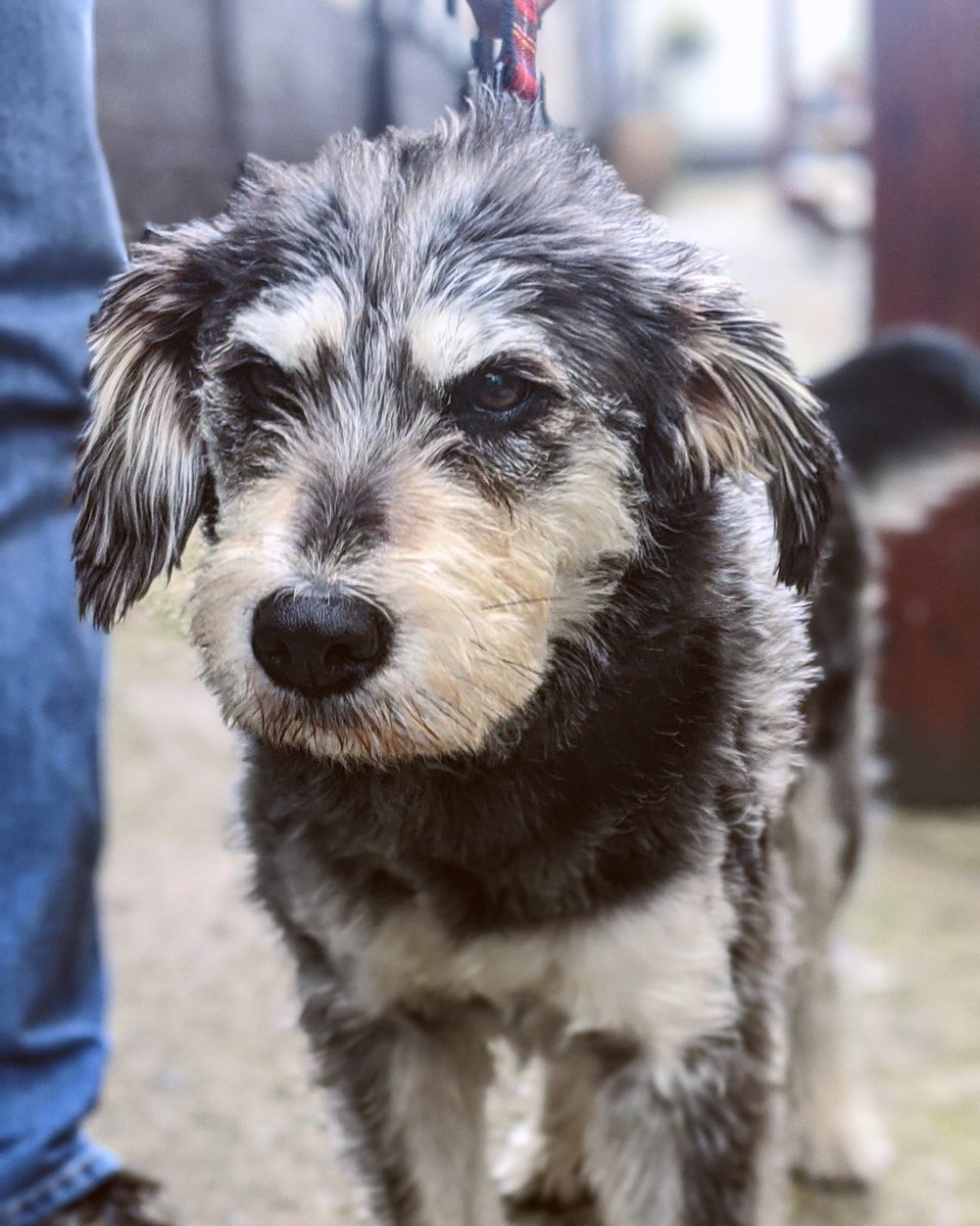 Check out this beautiful pup that visited yesterday ❤️ 
We’re a shelter from the rain for both 2 legs and 4 legs ☔️