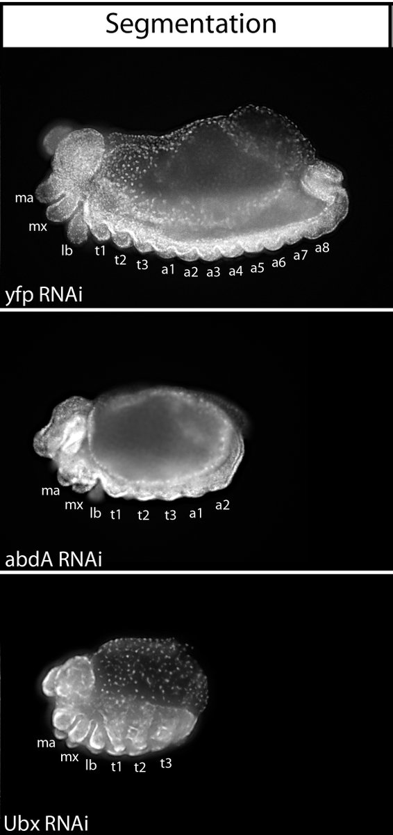 Instead of  #homeotic transformations  #RNAi of abdA and Ubx resulted in truncation of the embryonic abdominal segments, phenocopying the  #posteriorgroup mutants described by  @REMLehmann. qPCR of this phenotype uncovered that abda and Ubx are upstream of the germline genes. 10/n