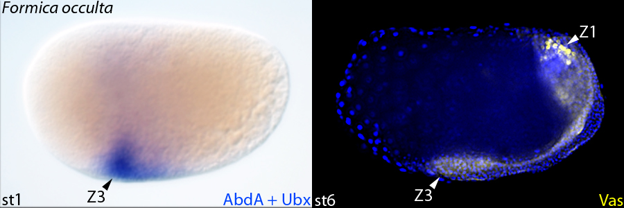 Shockingly we found that one of the closest sister genera of Camponotini  #gigantiops, as well as  #oecophylla  #anoplolepis and  #formica have both a novel Zone of germline expression and  #maternalhox localization. Using  #oskar we determined this Zone is homologous to Zone 3! 18/n