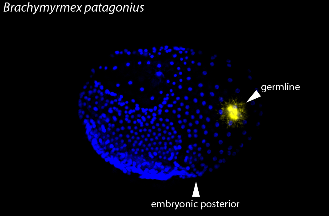 Moreover the  #Brachymyrmex germline forms outside the developing embryo and only reconnects during germband extension, similar to C. floridanus! There was a developmental capacity to separate embryonic posterior and germline functions of  #germplasm! 17/n