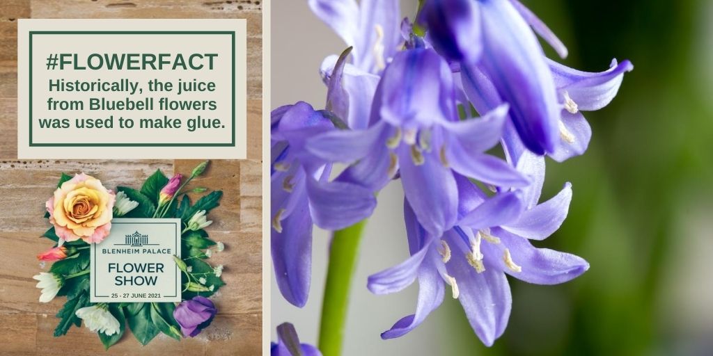 We love Bluebell season, they're such beautiful flowers 😍 #bluebells #flowerfact #funfactfriday blenheimflowershow.co.uk