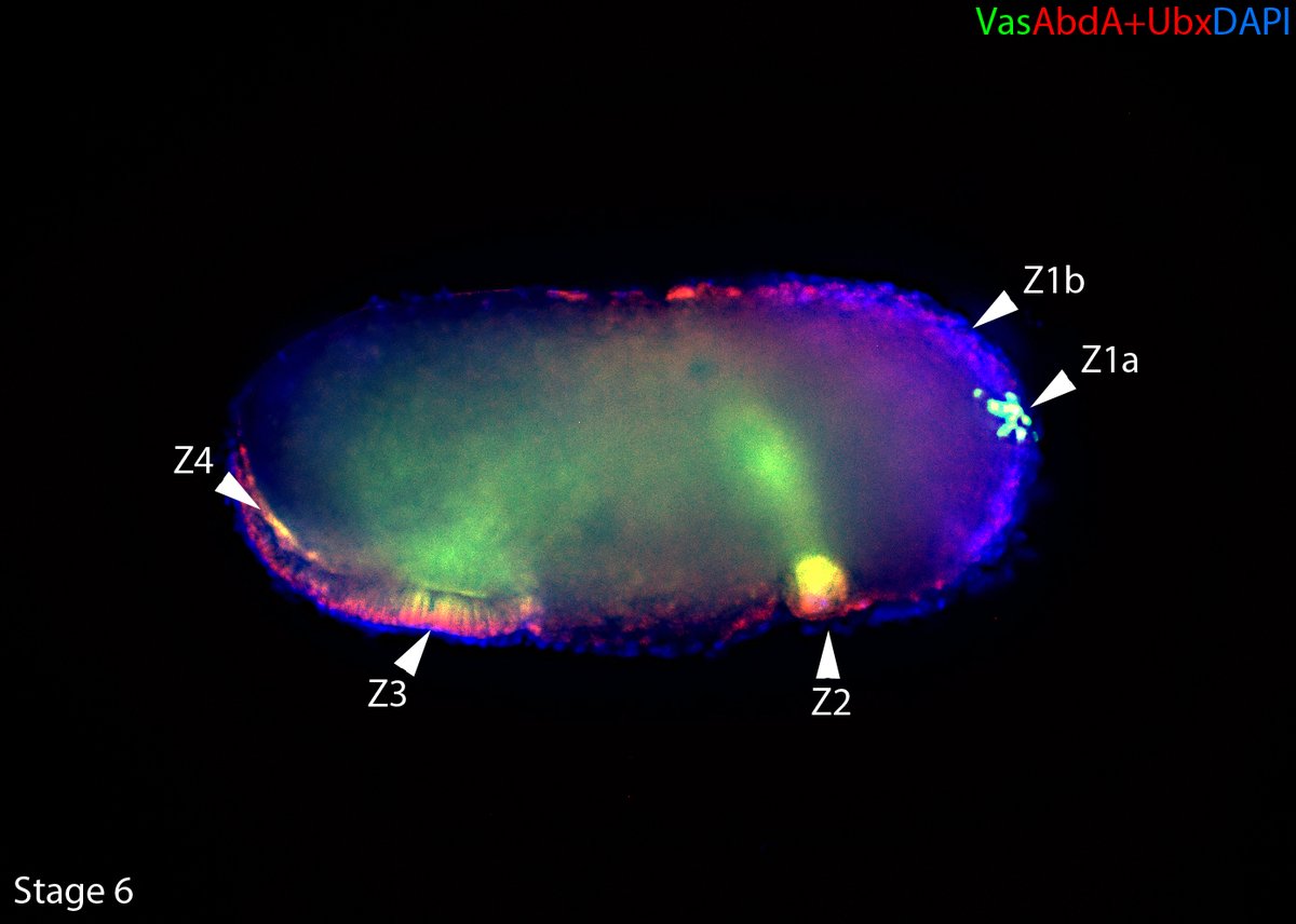 On top of this  #germlinenetwork extravaganza, we discovered that in C. floridanus  #inHoxweTrust abdA and Ubx are  #maternally inherited, IN GERMPLASM! These Hox genes co-localized to the same 4 zones as the germline genes! All, while maintaining their role is segmentation. 9/n