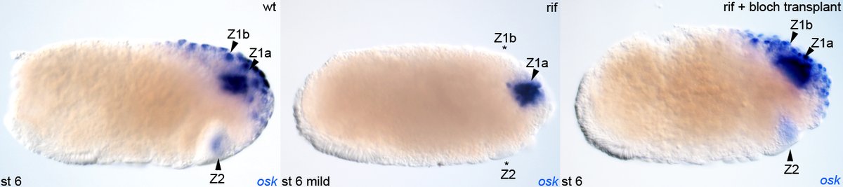 We then transplanted  #Blochmannia from wildtype embryos into Blochmannia-free embryos and rescued lost germline gene expression  #oskar!!! Solidifying that  #Blochmannia regulates the combination of Hox/germline genes within each zone like a  #TranscriptionFactor. 14/n