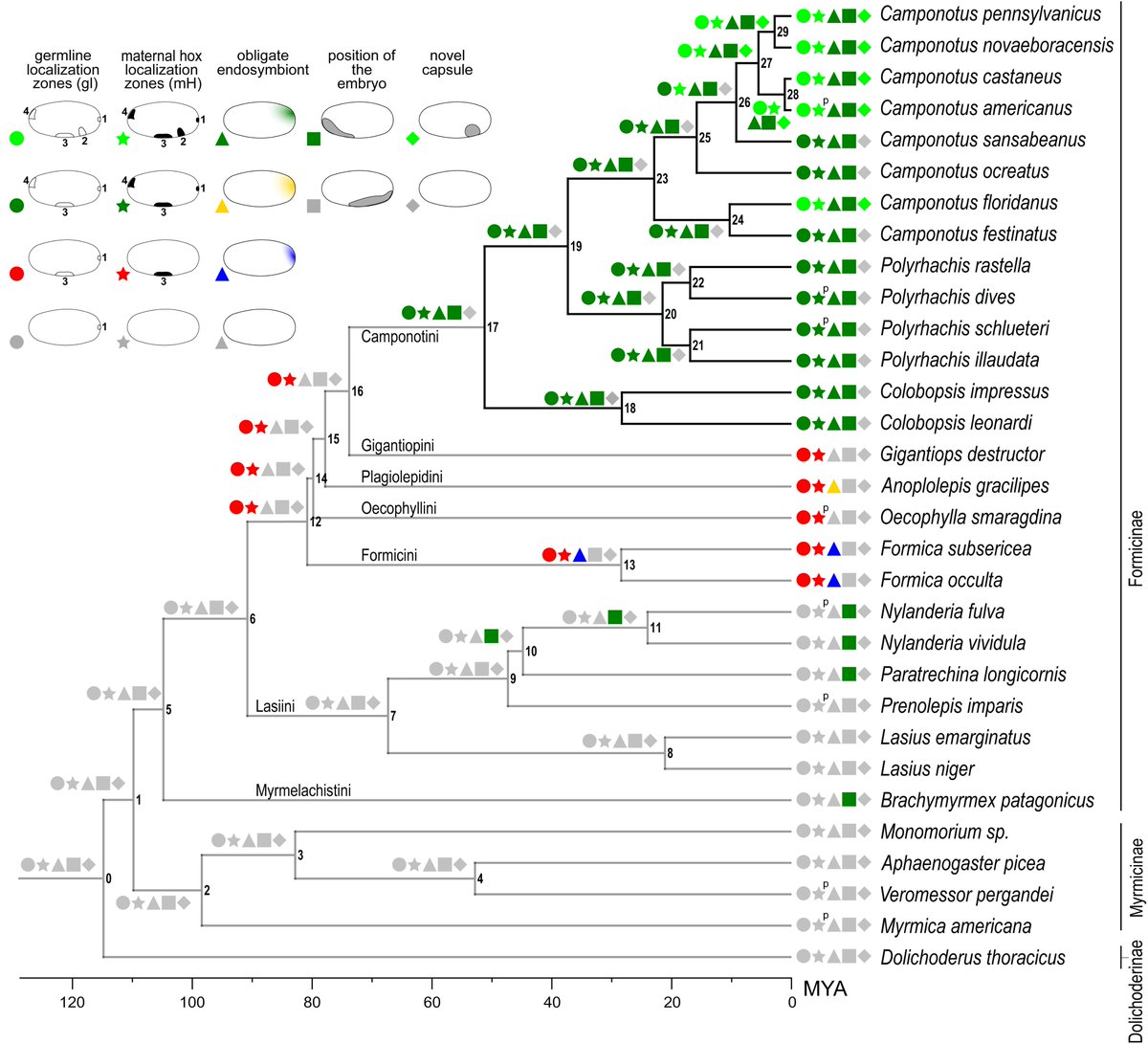 Finally, we wanted to determine how the developmental integration of  #Blochmannia into  #Camponotini evolved. Our data suggested Blochmannia drove these developmental innovations at the origin of the  #obligatesymbiosis. To test this, we performed an ancestral reconstruction. 15/n