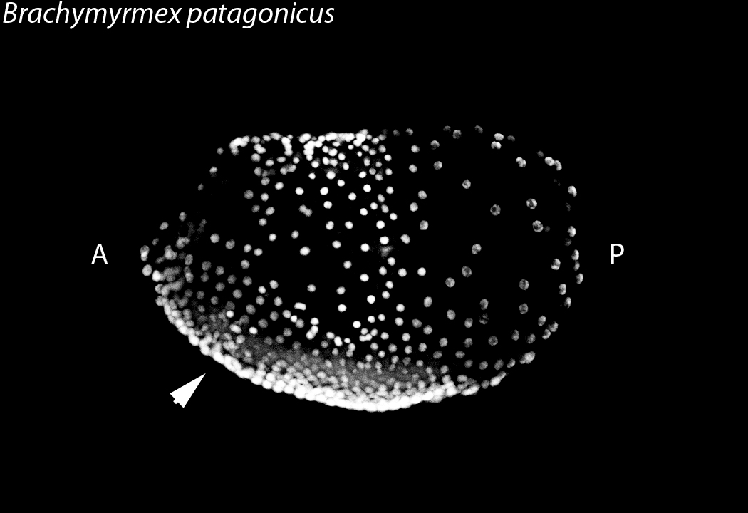 The common ancestor of  #dolichoderinae  #myrmicinae and  #formicinae forms its germdisc in the posterior, has a single zone of germline gene expression and no  #maternalhox expression. Surprisingly  #Brachymymrex an early branching  #formicine forms its germdisc in the anterior! 16/n