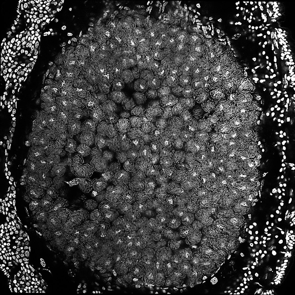 At the  #origin of obligate symbiosis between Blochmannia and Camponotini  #Hox genes evolve in  #germline  #Zone1  #Zone4. Zone 1 patterns Bacteriocytes and Zone 4 guides Bacteriocytes form the  #Bacteriome. Therefore  #MaternalHox was essential for  #developmental  #integration. 20/n