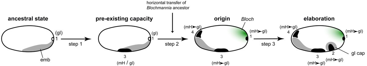 These results support gradual  #developmental  #evolution toward the origin of  #MajorTransition  #obligatesymbiosis. Zones of germline gene expression increased from 1 -> 2 -> 3 -> 4 and  #MaternalHox from 0 -> 1 -> 3 -> 4. Zones established a  #coordinatesystem for patterning. 21/n