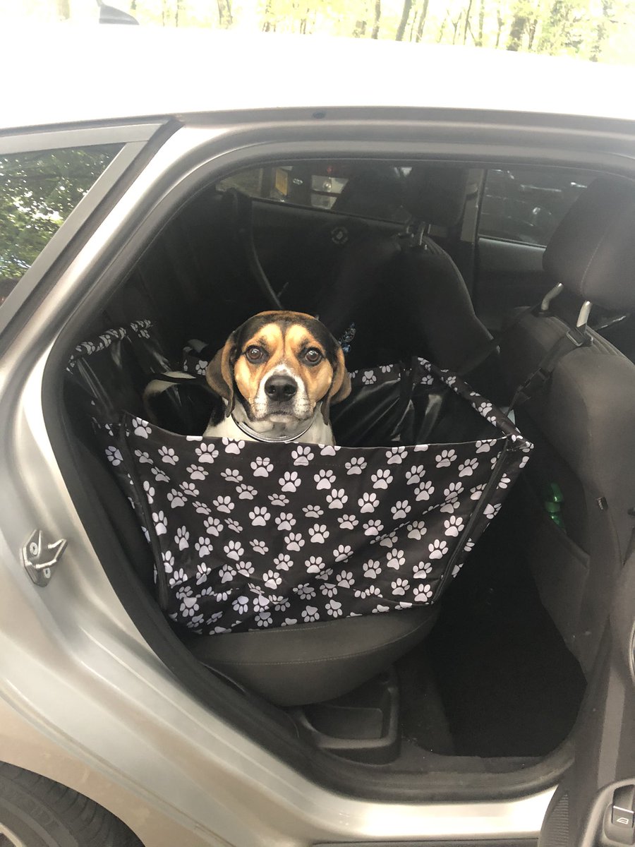 Not a fan of the doggy car seat 😆 #beaglex #dogsoftwitter