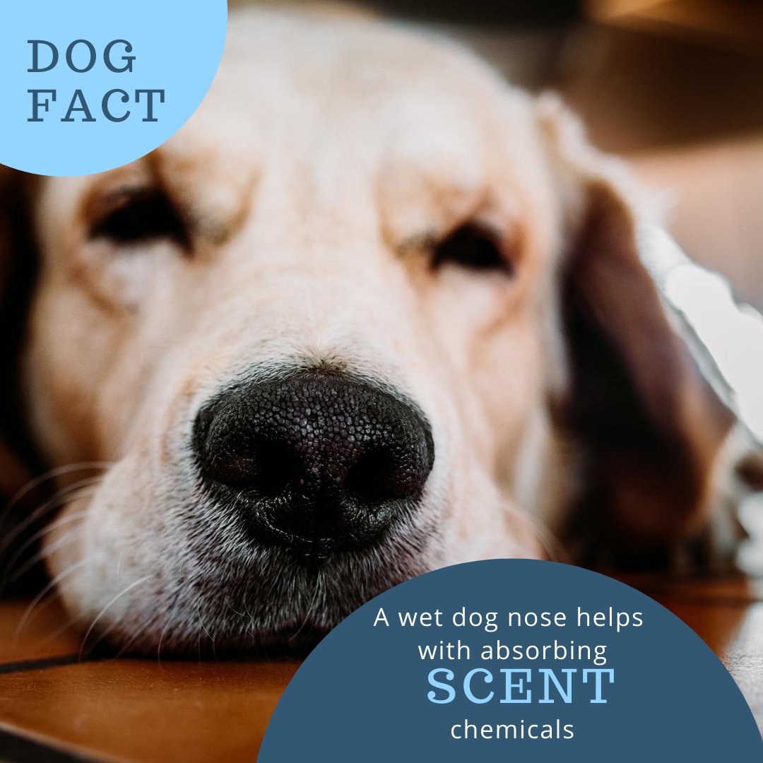 Are Dogs Sick When Their Nose Is Wet