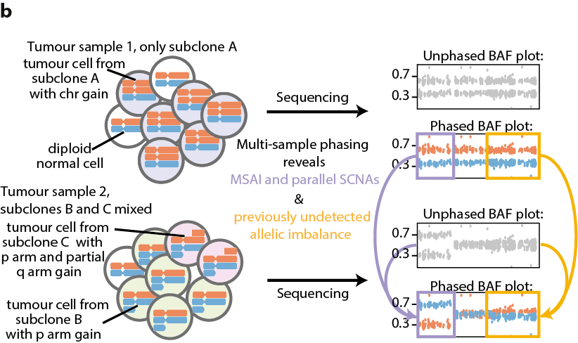 5/24 - To quantify allele-specific SCNA heterogeneity in tumour samples we identified gains, losses, loss of heterozygosity, and used multi-sample phasing to identify mirrored subclonal allelic imbalance (MSAI), parallel evolution and previously undetected allelic imbalance.