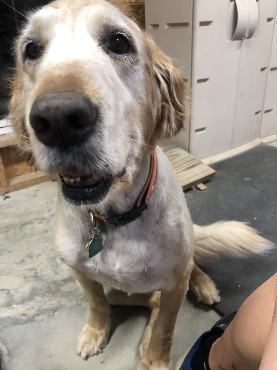 alm1969's tweet photo. Doesn’t matter what the weather is or where we run — Sundance is by my side. She’s the best and always smiling! 

Eliptical this morning for 4 miles. We are 200 miles across Texas for the Texas Distance Challenge — 614 miles to go. 

#LifeisGolden #LifeisGood #MySundance https://t.co/dNoIMTfTQE