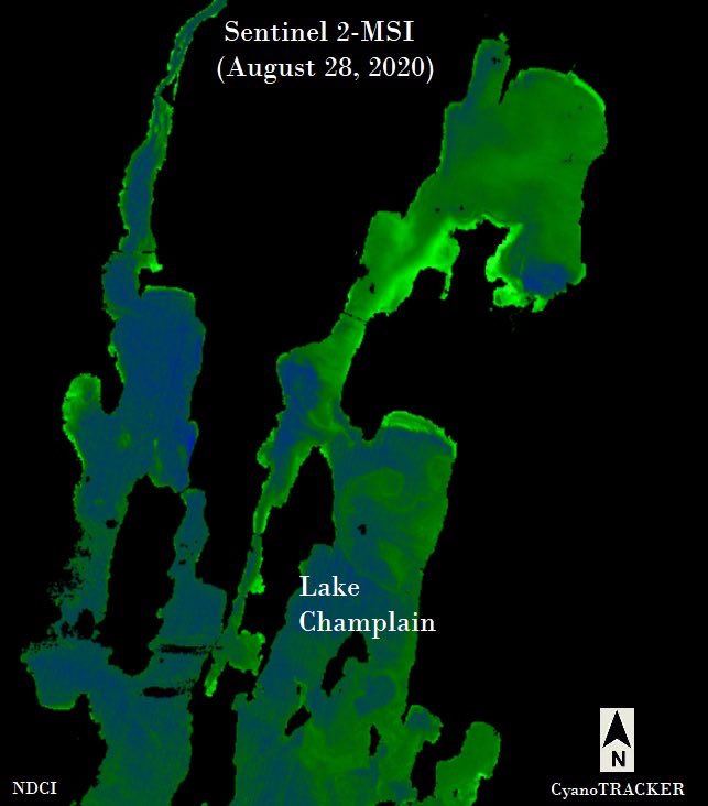 The latest satellite imagery of the massive cyanobacteria outbreak (green) occurring on Lake Champlain.  

Cyanobacteria can and do produce neurotoxins and liver toxins that can persist for days and weeks, even when the water appears clear.