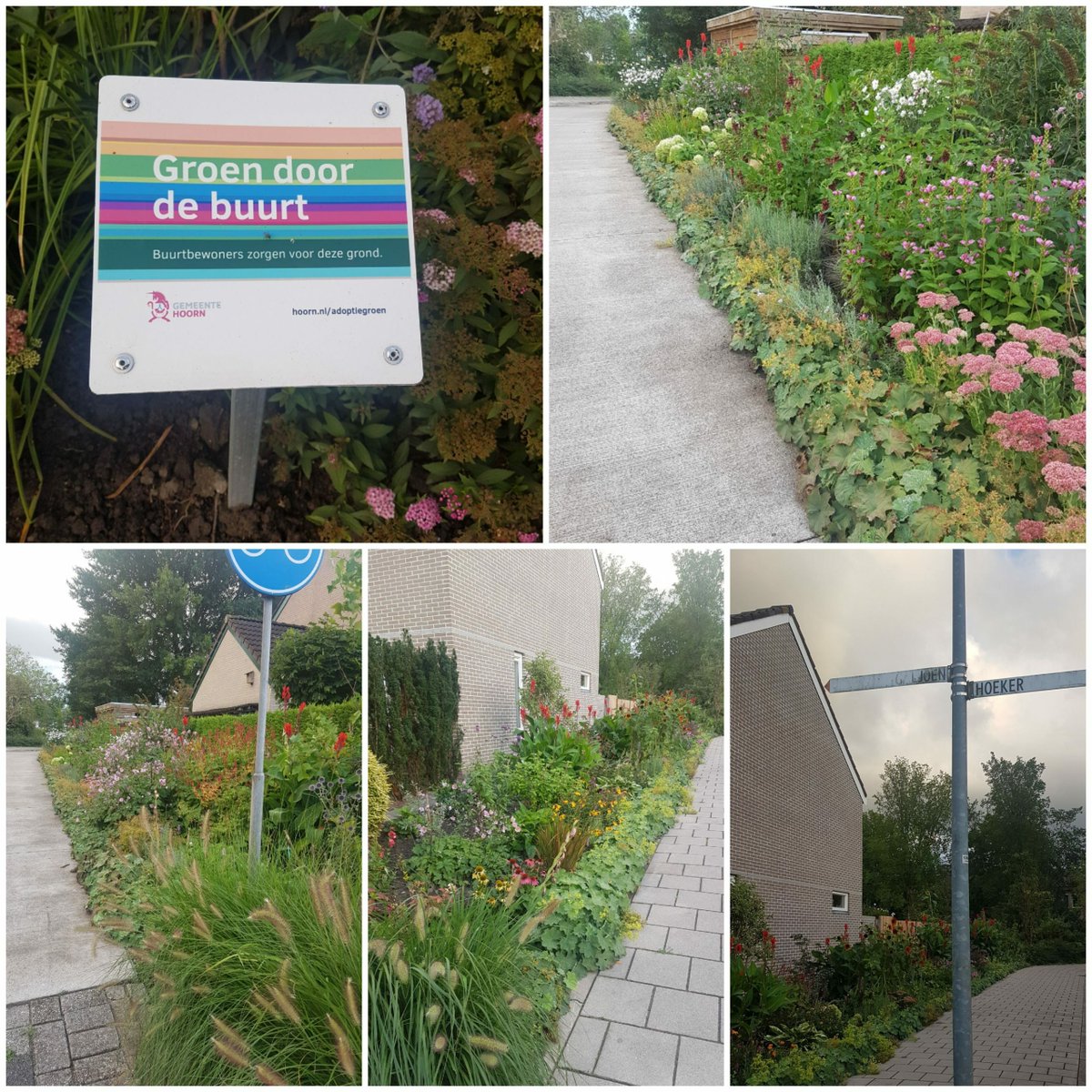 Adoptiegroen van een aantal buurtbewoners op de hoek van de Galjoen/Hoeker, is vlakbij de Huesmolen. Het ziet er echt fantastisch uit, zeer de moeite waard om even te gaan kijken.  #Adoptiegroen #Bijenlint #buurtbewoners #Galjoen #Groen #Hoeker ons-risdam.nl/rzns/adoptie-g…