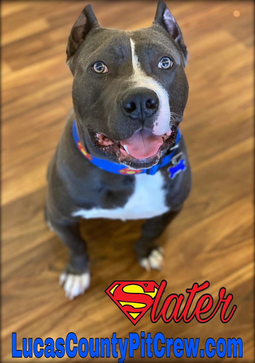 LCPitCrew's tweet image. ADOPT