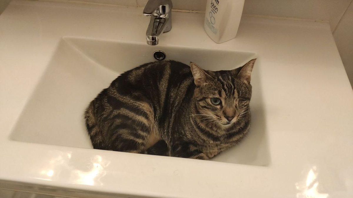 Yuminitart's tweet photo. 🆘 DIFUSIÓN POR FAVOR 🆘

Se ha perdido en MÁLAGA, en el barrio de Santa Julia cerca de la calle La Unión y Camino San Rafael. Le falta un ojito, es muy reconocible.

AYUDADNOS A ENCONTRARLA, RT POR FAVOR 😭 https://t.co/sJNt6WyybM