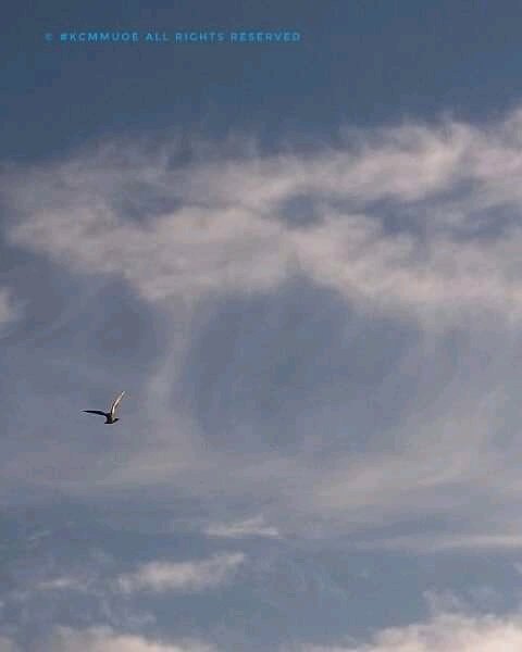 Claire_Mmuoe's tweet photo. #photography #kodak #lens #SouthAfrica #instaza. #clouds #pigeon #bird #Johannesburg #kodakmoment #naturephotography #cloud #contentproduction #content #view #light #nofilter #sky #nofilter #mycity #moments #instaSA
ยฉ #KCMmuoe https://t.co/1ZjLOo8ER3