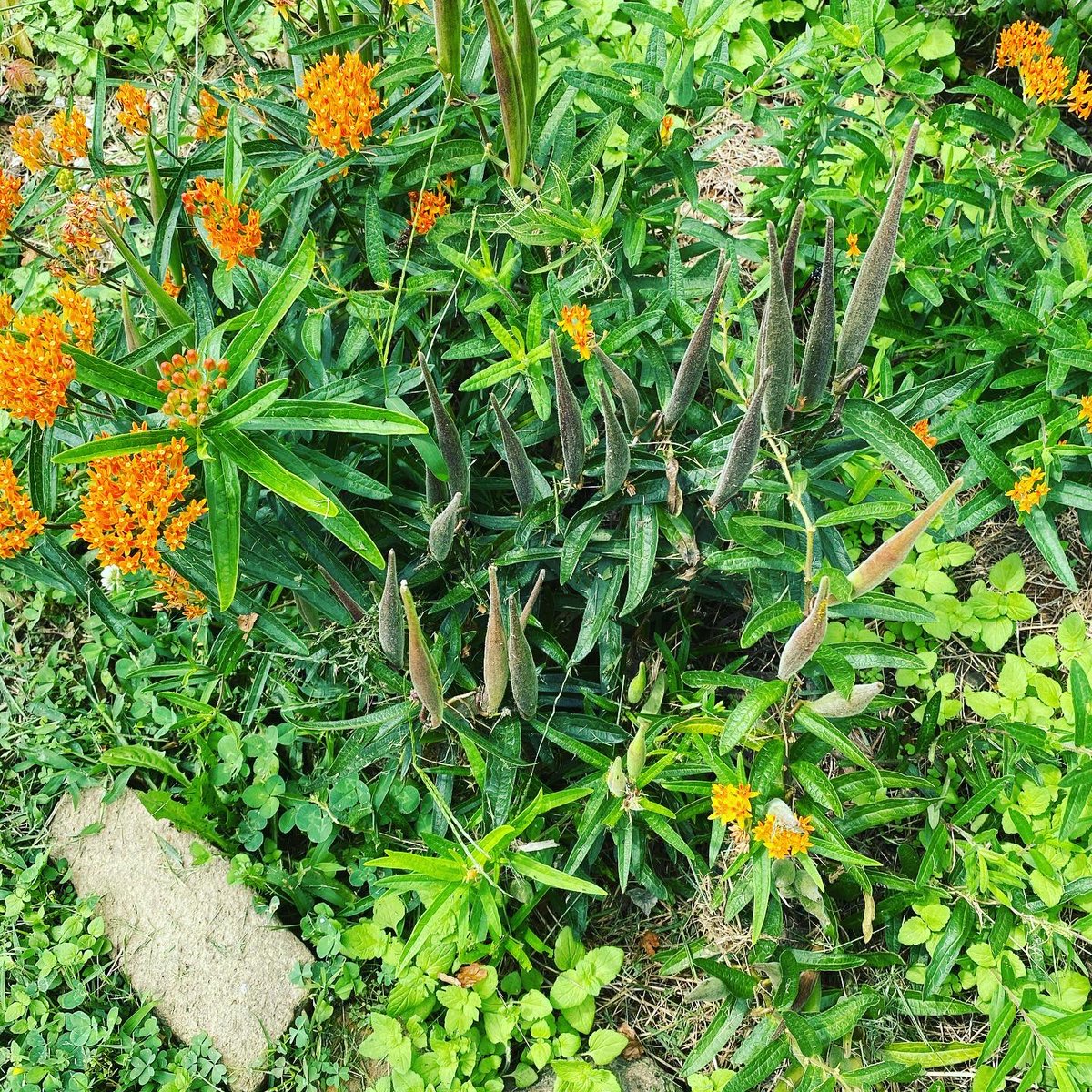 WatershedPCS's tweet photo. Ma McCarty, Ms York and Ms Newport found monarchs and other pollinators in the garden today! #pollinatorprotectors #pollinatorgarden #monarchbutterfly #outdooreducation #handsonlearning @nationalwildlife @maeoe_md @MdEnvLiteracy @BCPSOutdoorSci https://t.co/9oQAH87FiS