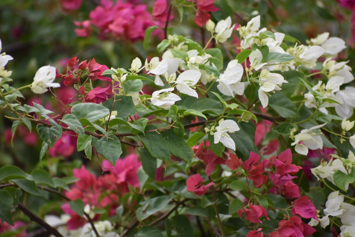 VaSuPhotograph3's tweet photo. My Photography
#Flowers #color #white #NaturePhotography #red https://t.co/W1N1EUPDqT