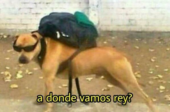 cancersebero's tweet photo. yo: *cojo las llaves de mi casa*

mi perro automaticamente: https://t.co/IzW1V7M3rV
