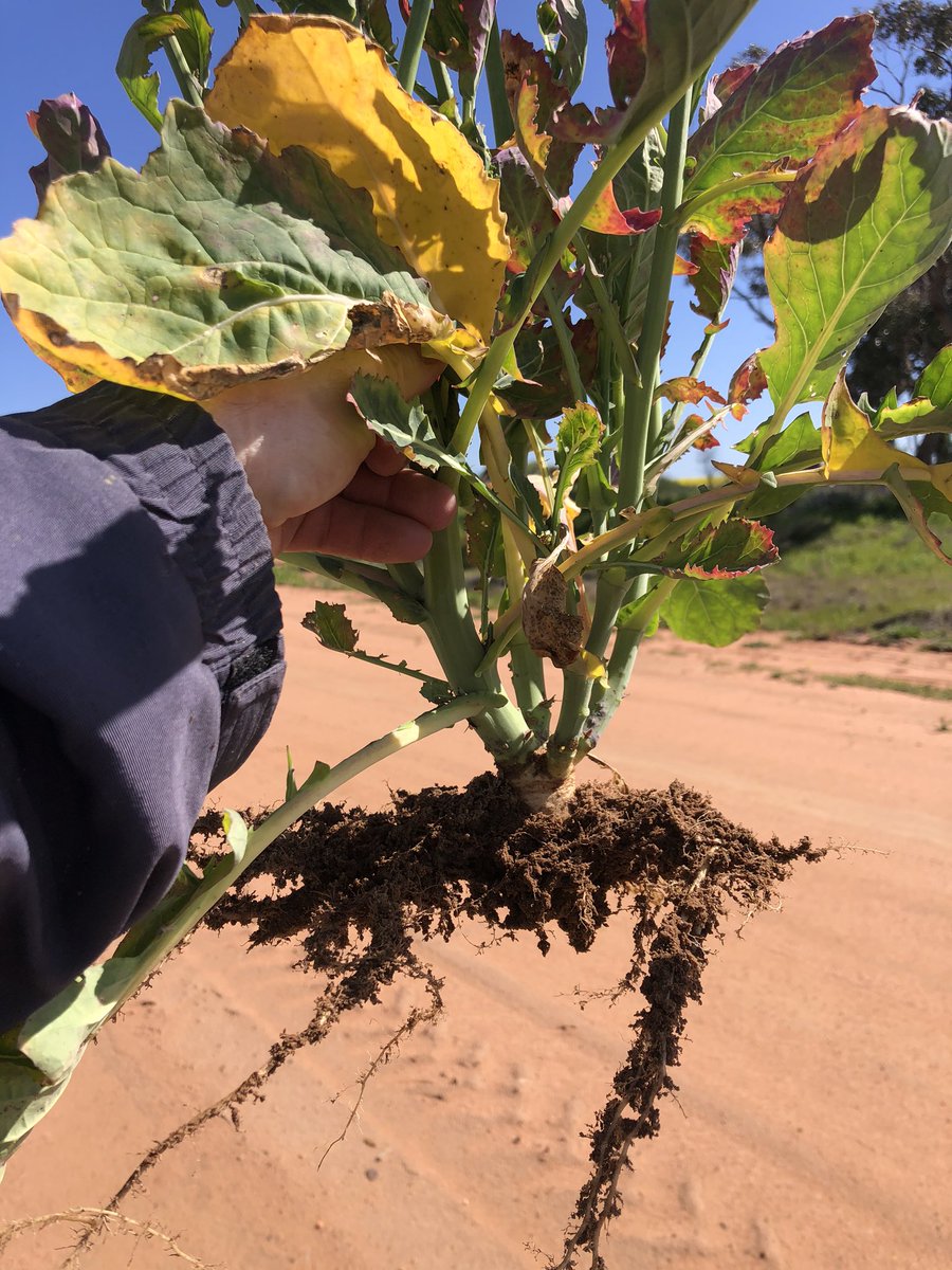 Found some sulfur deficiency in canola in the central west. Not likely due to the lack of sulfur in the profile but the poor root development