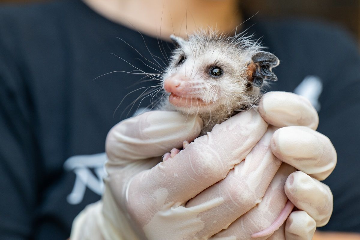 Check out our September News from Nebraska Wildlife Rehab - Animal Stories, Coping with COVID and more! mailchi.mp/nebraskawildli…
