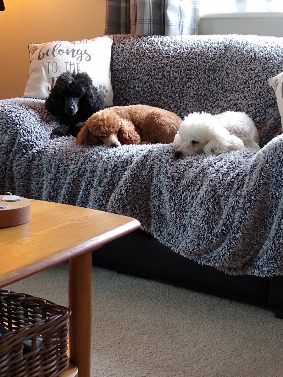 pippapoodle's tweet photo. @digbythedog Dad went bac 2 work yesterday bin @ ome 4 5 munfs fink mum misin him he needs 2 retire we mis him https://t.co/sy2dnB1kyC