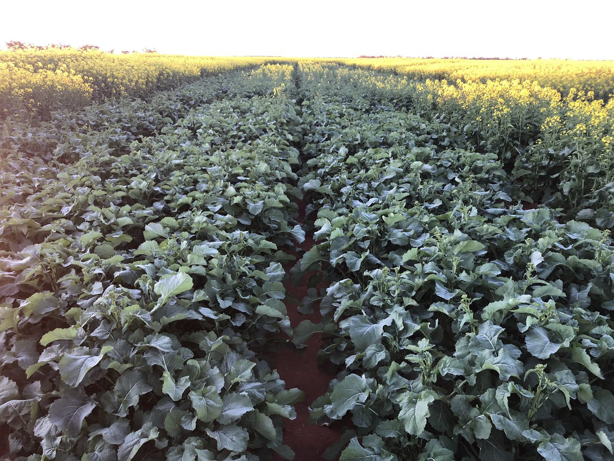 Plant population in canola can be pretty forgiving- ask @Master4Colin but what happens when sown late? couple that with variety choice and the finish will be very interesting @GrainOrana trials @GRDCNorth #somedontstandachance