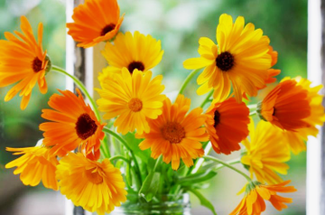 リメンバー ミーの花はマリーゴールド 花言葉の意味が怖い 死者の日との関連 キネマハンター まつり
