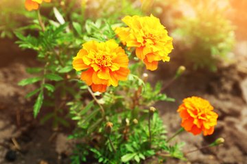 リメンバー ミーの花はマリーゴールド 花言葉の意味が怖い 死者の日との関連 キネマハンター まつり