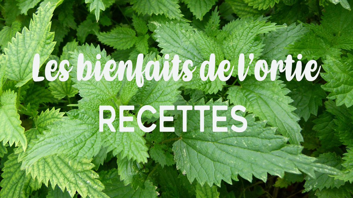 MathGaudechoux's tweet image. 3 recettes à base d’orties pour être au top à la rentrée youtu.be/fUq5nDmaj7g