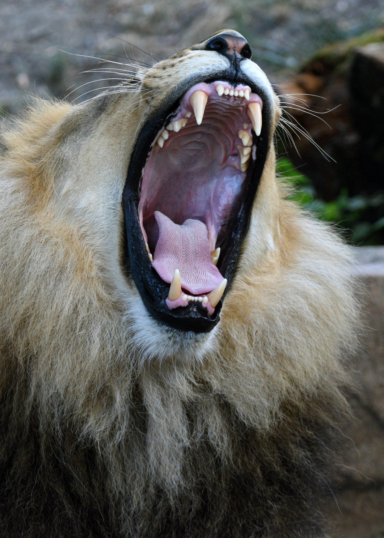 Brookfield Zoo on Twitter: "Humans &amp; lions both have smooth front teeth  but the similarities end there. Humans have rounded back teeth while a  lion\