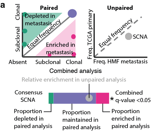20/24 - We investigated our timed consensus SCNAs in metastasis performing a combined analysis using both paired samples from our cohort and 2631 unpaired metastatic samples from the TCGA and 1024 Hartwig Medical Foundation.