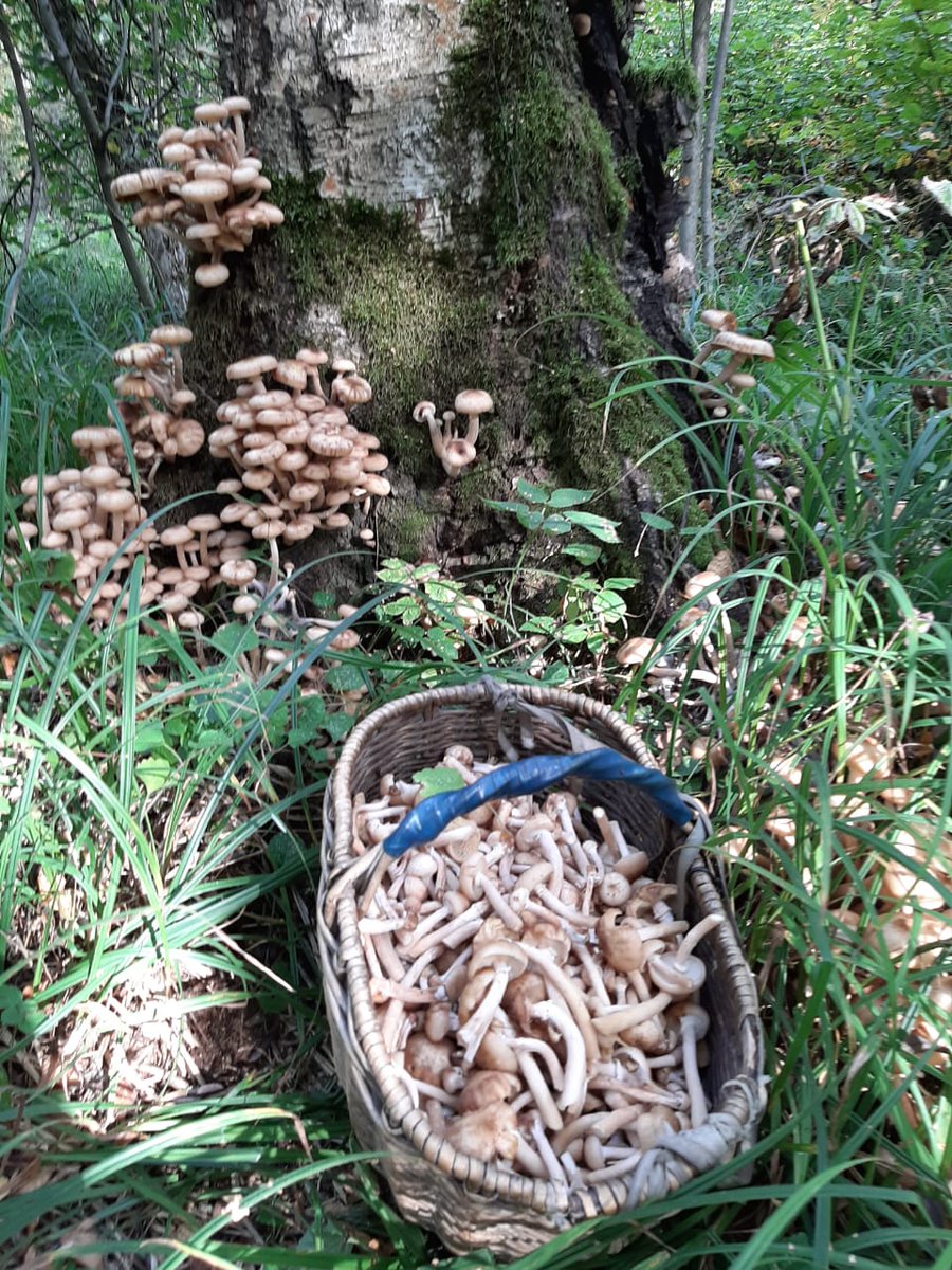 Любимые опята🍽