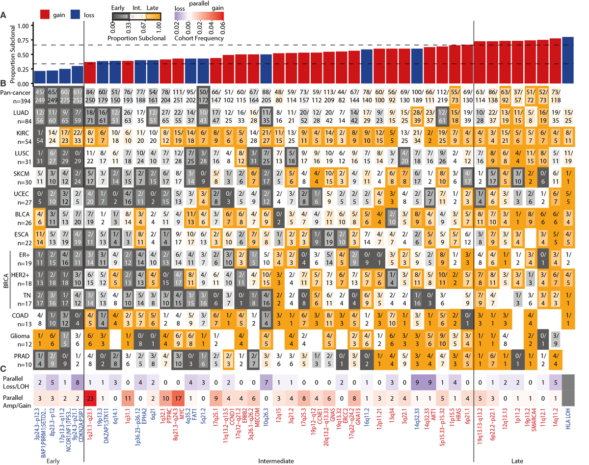 16/24 - We identified consensus GISTIC2.0 peak regions across tumour types and categorised their timing: early (potentially implicated in tumourigenesis), intermediate/late (potentially involved in tumour maintenance and progression) and mapped parallel evolution events to them.