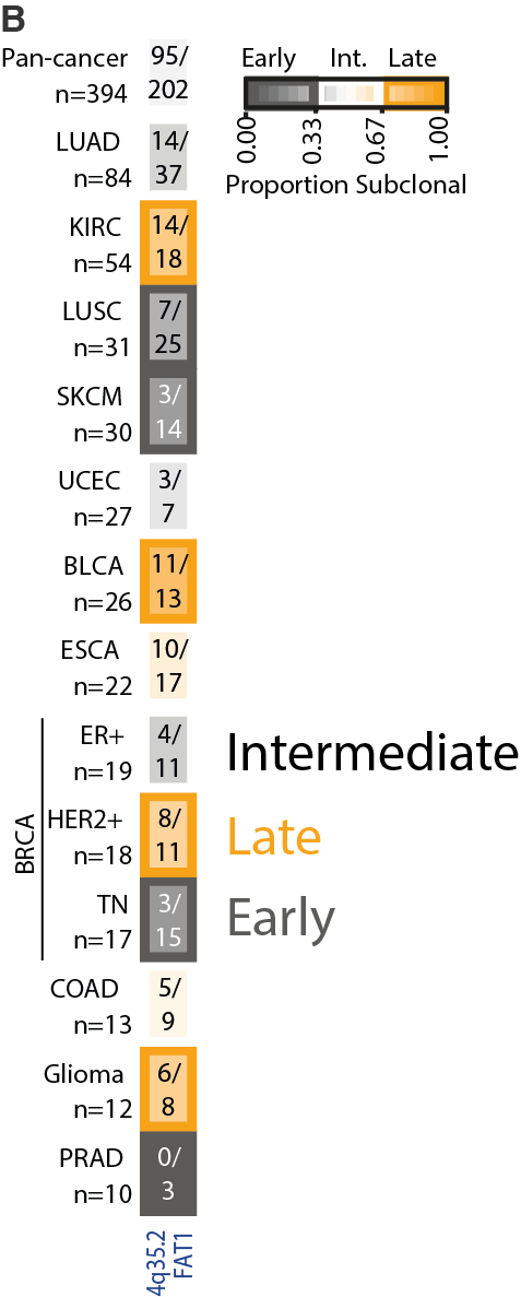 18/24 - Intriguingly, the timing of other peak regions varied by tumour type. For example, the loss peak at chromosome 4q35.2 encompassing the tumour suppressor FAT1 was early in triple-negative breast cancer, intermediate in ER+ breast cancer and late in HER2+ breast cancer.