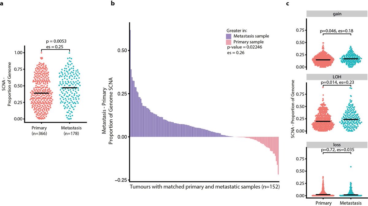 19/24 - Finally, we explored how the SCNA landscape alters with metastasis. We found a higher proportion of the genome affected by SCNAs in metastases compared with primary tumours. SCNAs were more frequently clonal in metastases with LOH events showing the greatest increase.