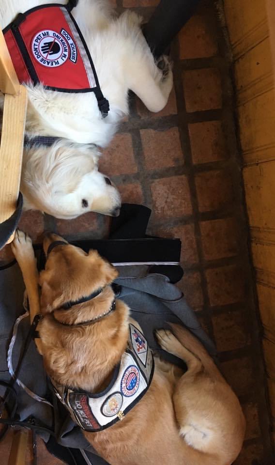 Thread: A Service Dog is trained to completely ignore another dog when we are working. We should not engage, sniff, greet, or acknowledge another dog. I will walk right by another dog w/o looking in thier direction. This keeps me focused & Mom safe.  #working  #Dog
