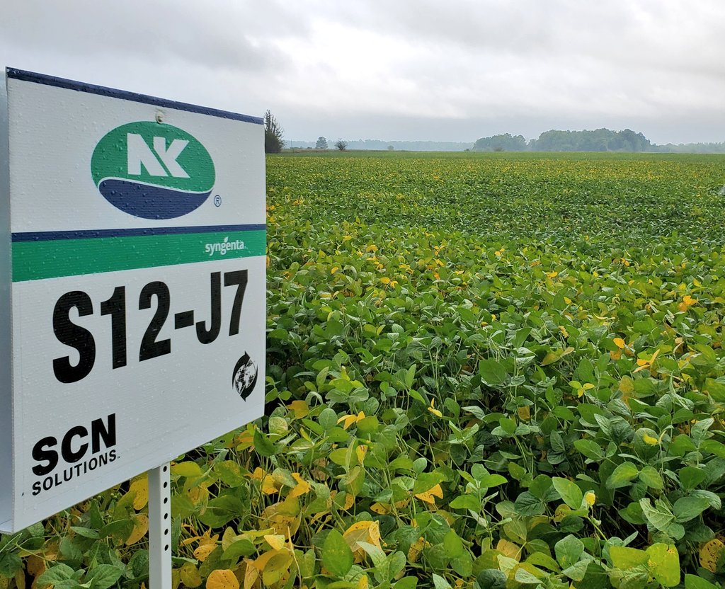 These <a href="/NKSeedsCanada/">NK® Seeds Canada</a> S12-J7s look like they will be a great addition to the food grade line up. <a href="/LACommodities/">LAC</a>
Good bushy clay variety with the perfect maturity to get early wheat planted.