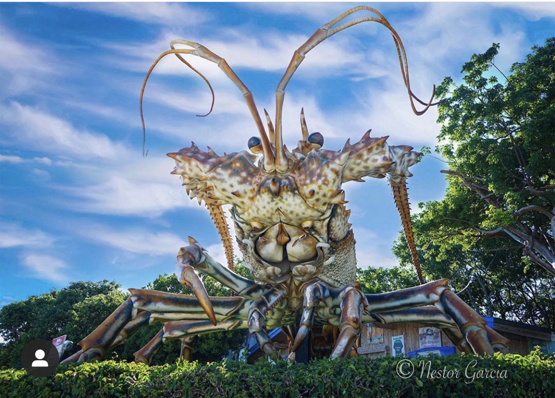 Standing at nearly 30 feet tall and roughly 40 feet long, Betsy the Lobster is considered the largest lobster sculpture in the world. She stands proud for photos outside of the Rain Barrel Artisan Village in Islamorada. Have you taken your photo with Betsy? 

📸: IG 305nestor